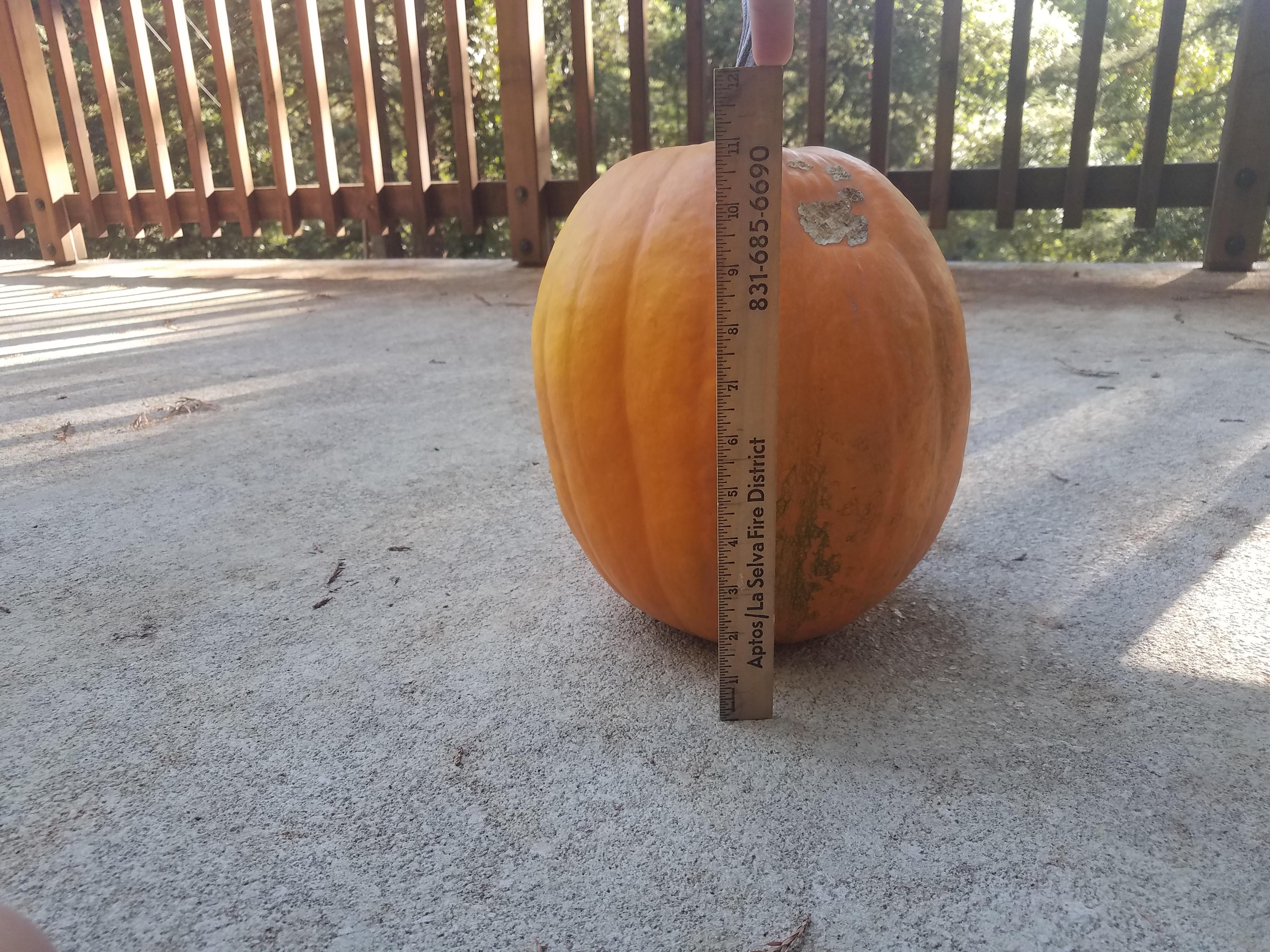 pumpkin measure 1.jpg