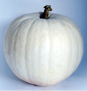 pumpkin white.jpg