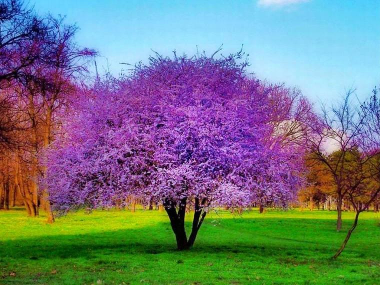 purple or ube tree.jpg