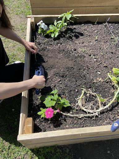 putting dirt backover the plant.jpg