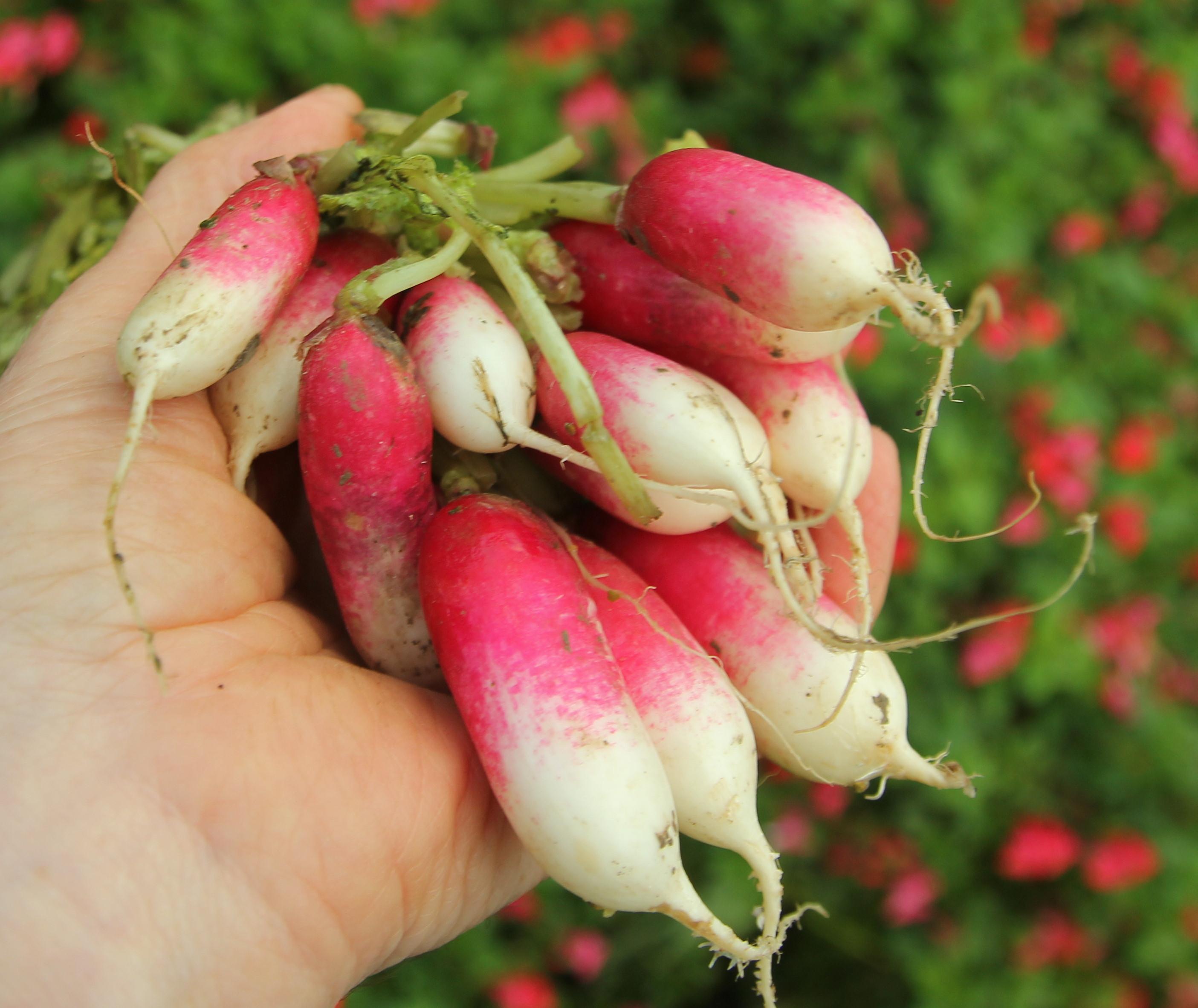 radish.JPG