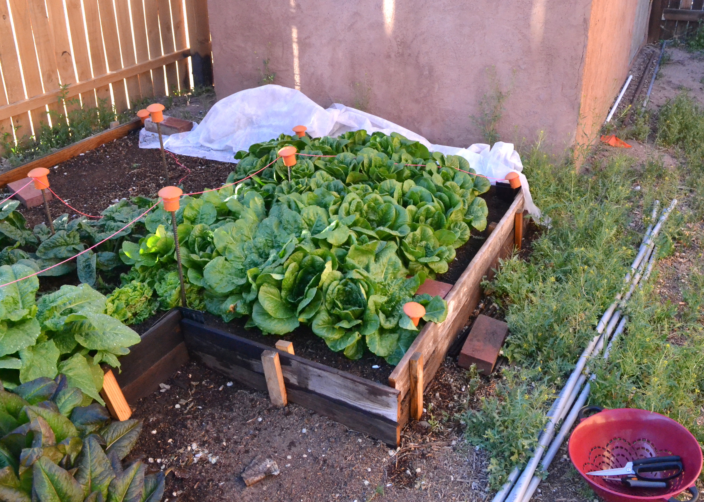 raised  bed mar 17 DSC_2257-1.JPG