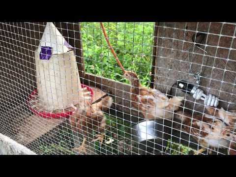 raising little chicks into FREE range chickens