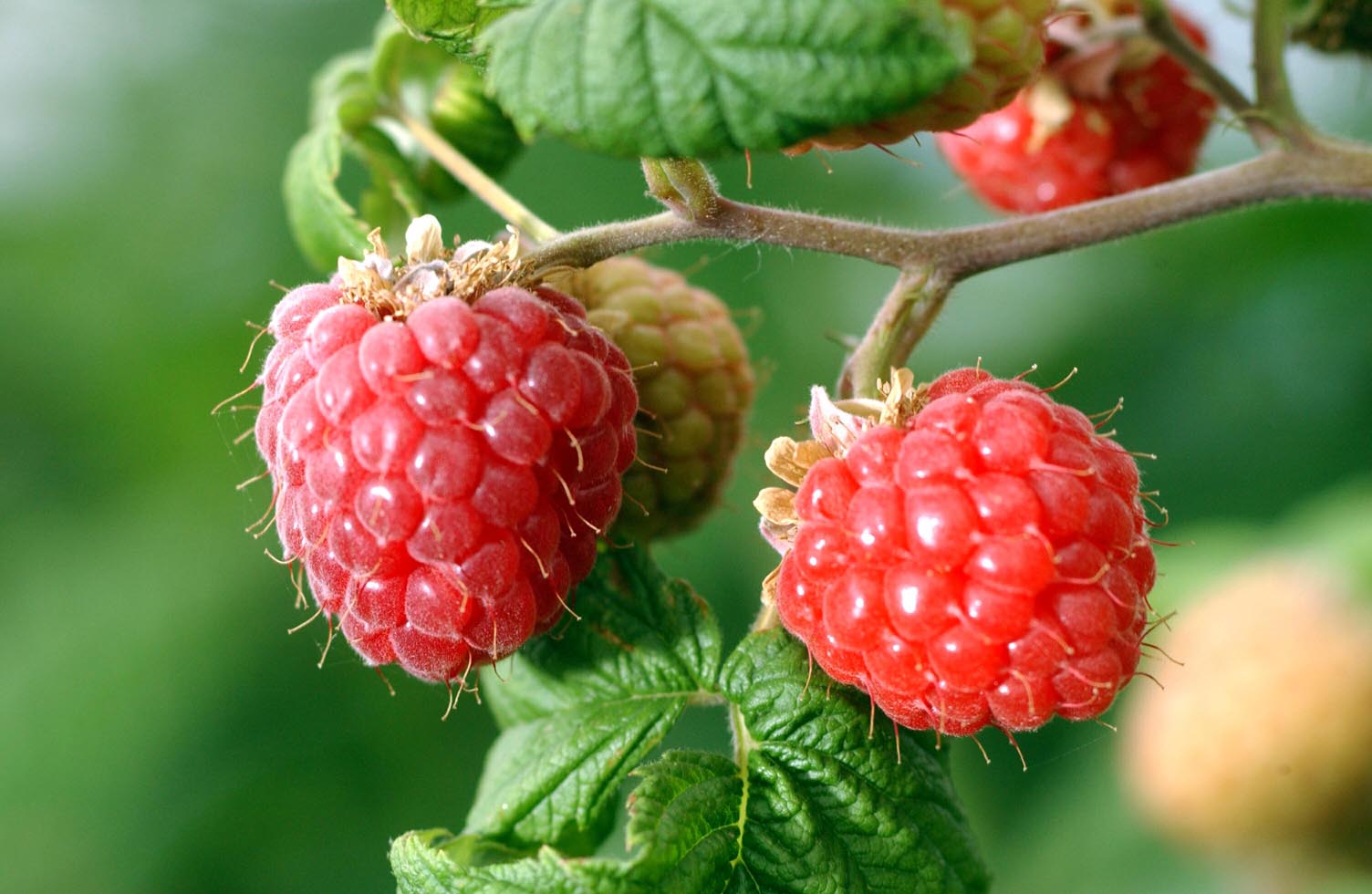 raspberries.jpg