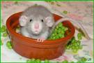 rat peas.jpg