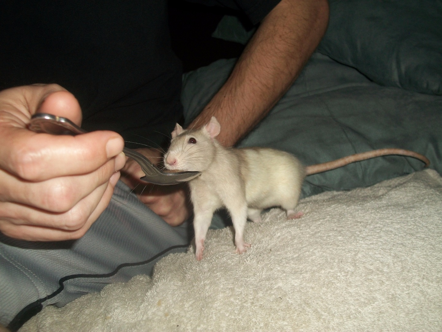 rats005 050.JPG