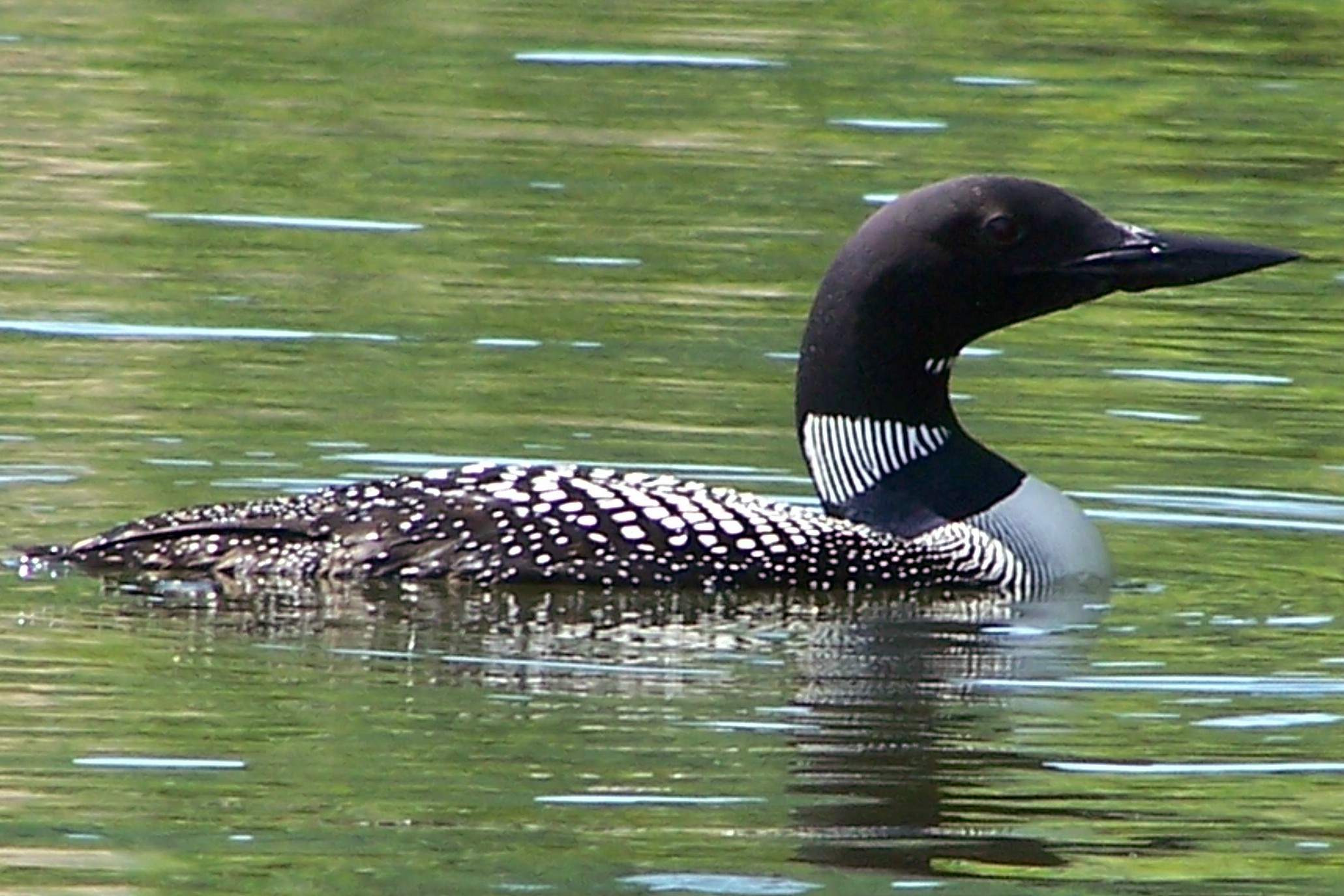 real loon.jpg