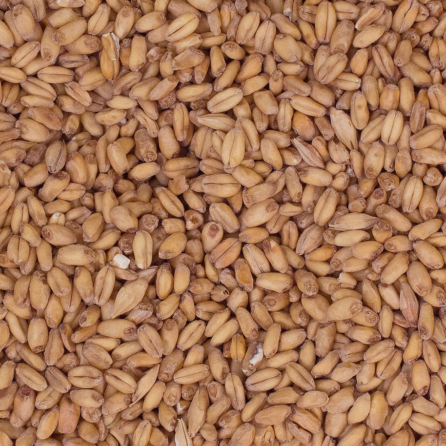 red-wheat.jpg