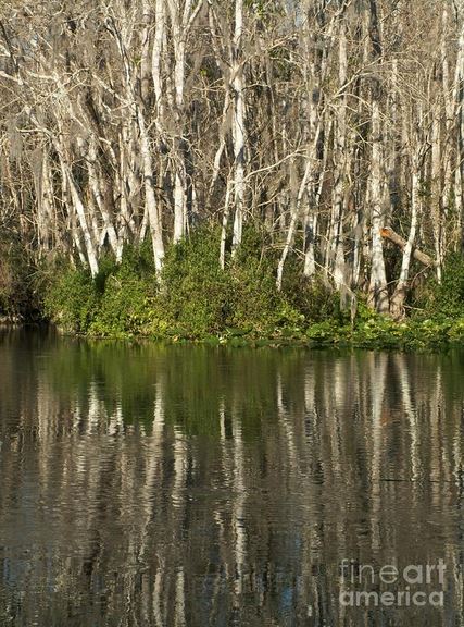 reflected trunks.JPG