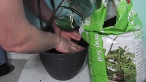 replanting a plant