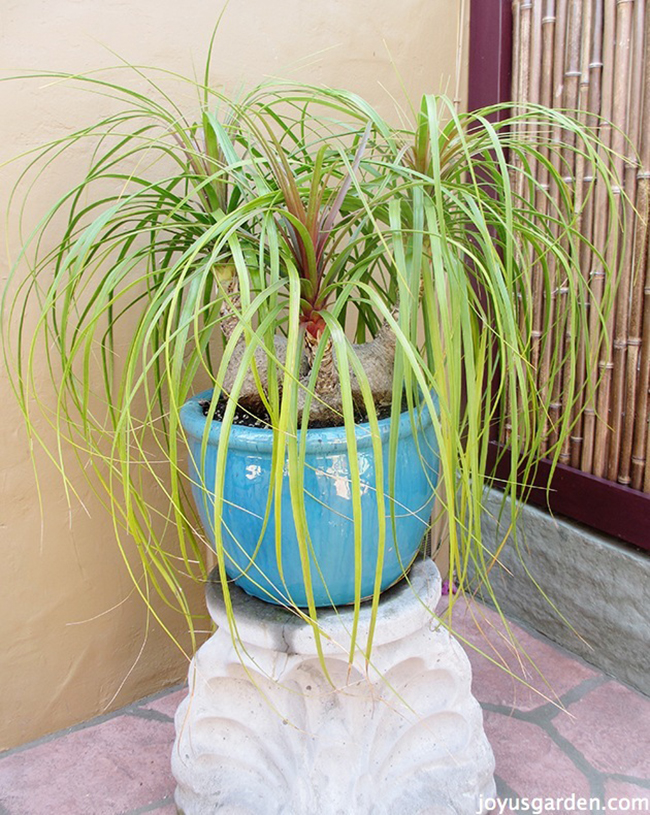 repotting-a-ponytail-palm.jpg