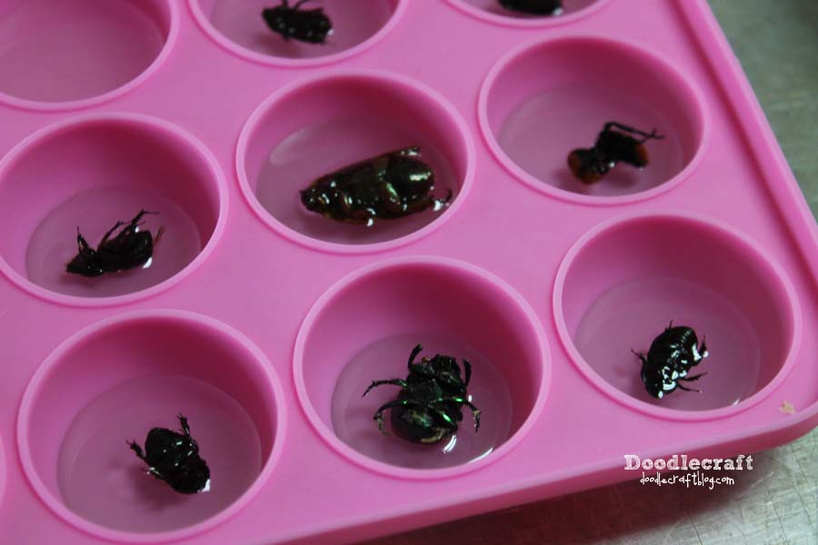 resin casting clear paper weight bugs sugar beetles dung irridescent jewelry necklaces halloween fun crafts activities (24).JPG