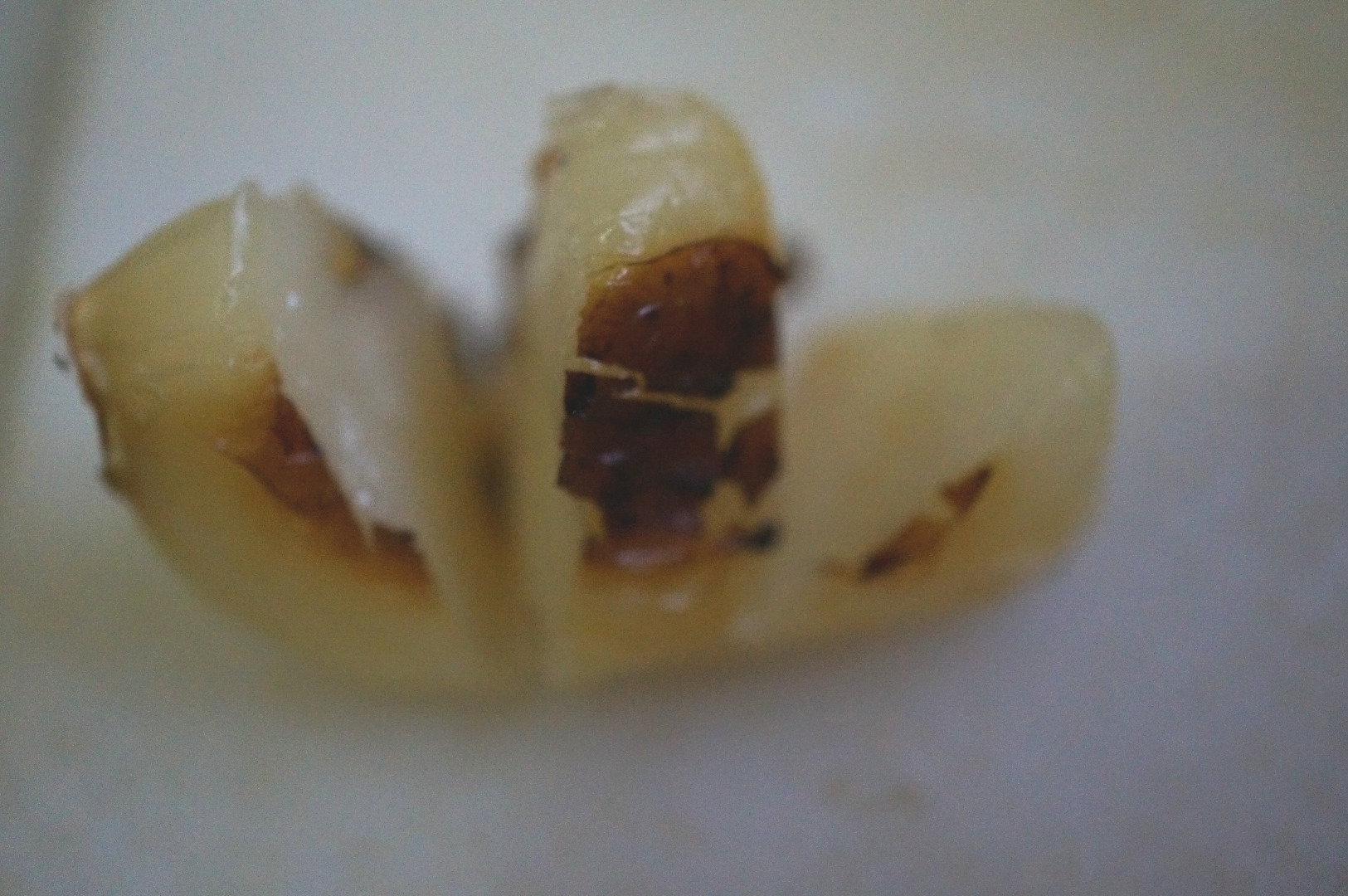 roasted garlic10b.jpg