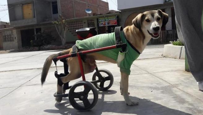 rocky-con-su-silla-de-ruedas.r_d.343-283-7985.jpeg