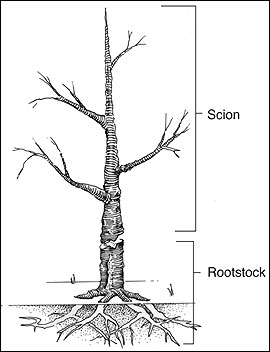 rootstock.jpeg