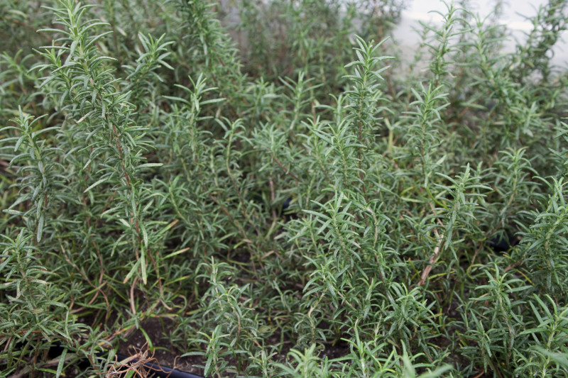 rosemary-plant_medium.jpg