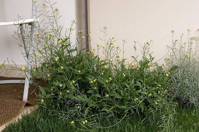 rucola salad.jpg