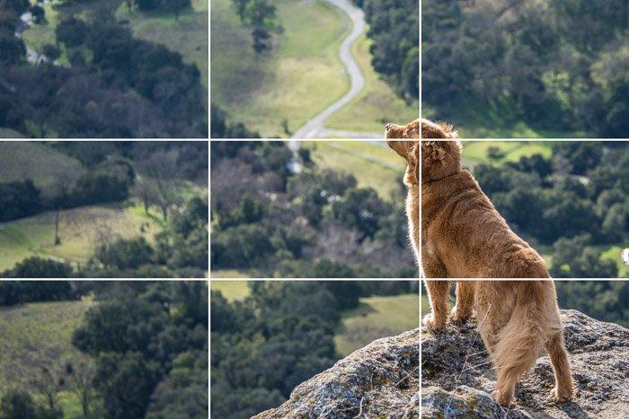 rule-of-thirds-dog.jpg