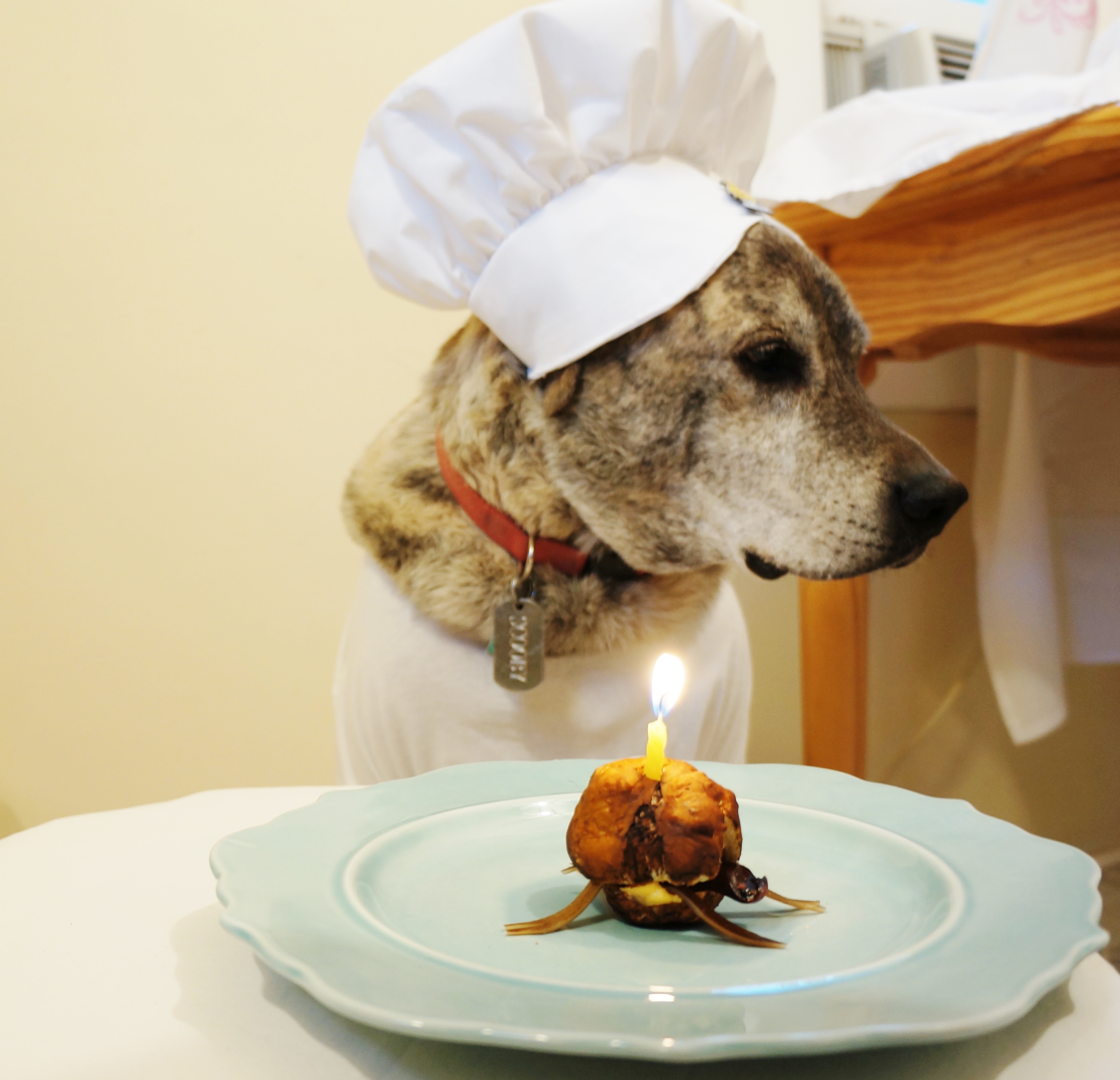 scooby instructable petcube entry 032.JPG