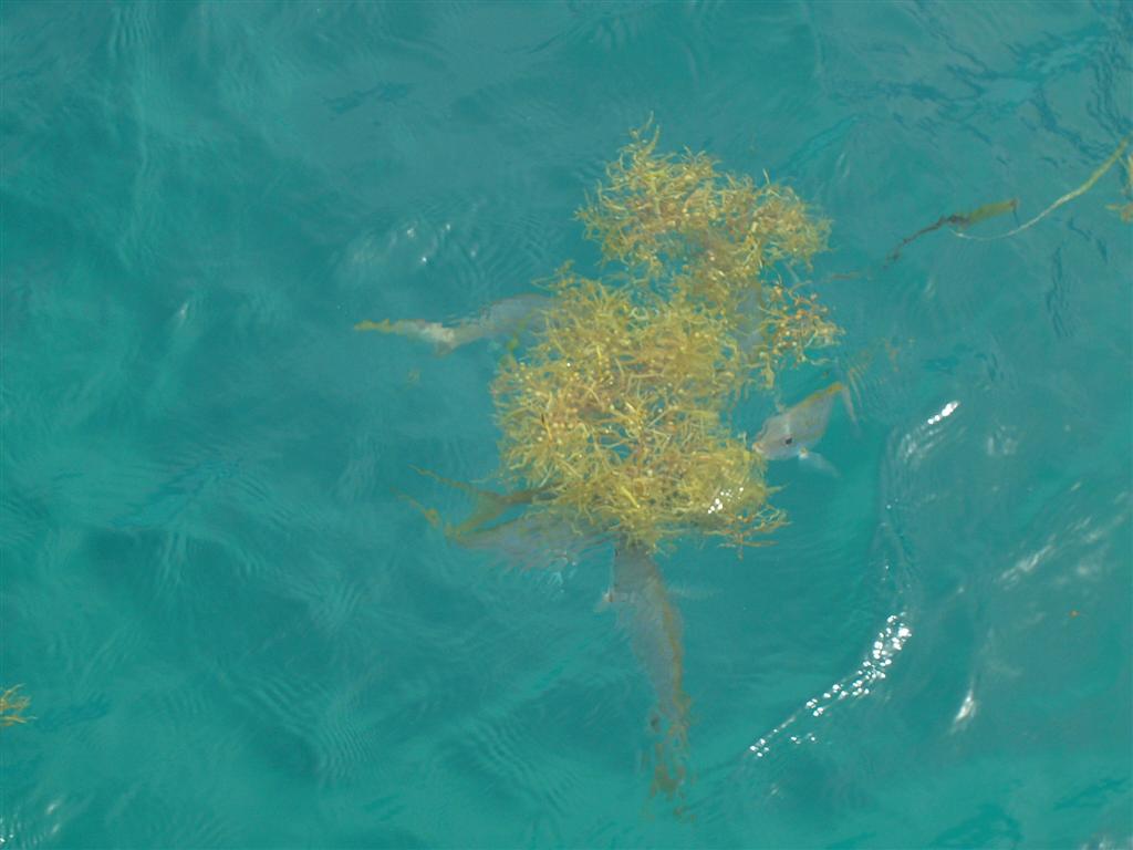 seagrassyellow.JPG