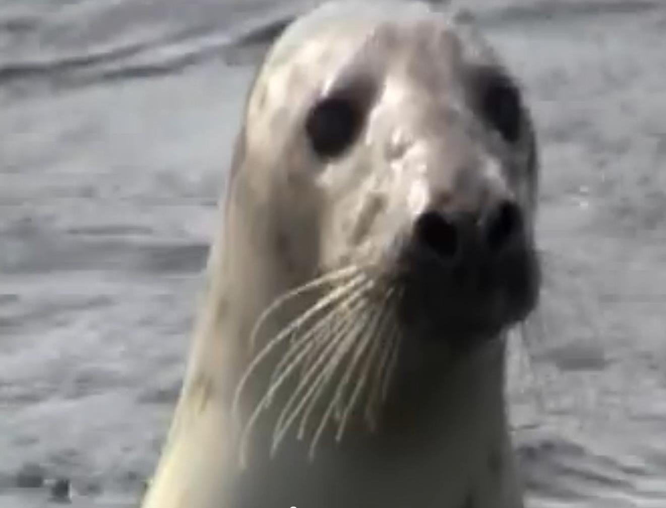 seal02.jpg