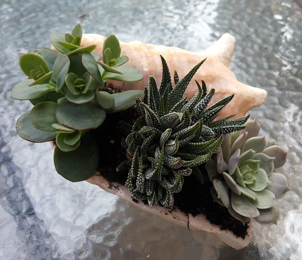 seashell_succulents_planter.jpeg