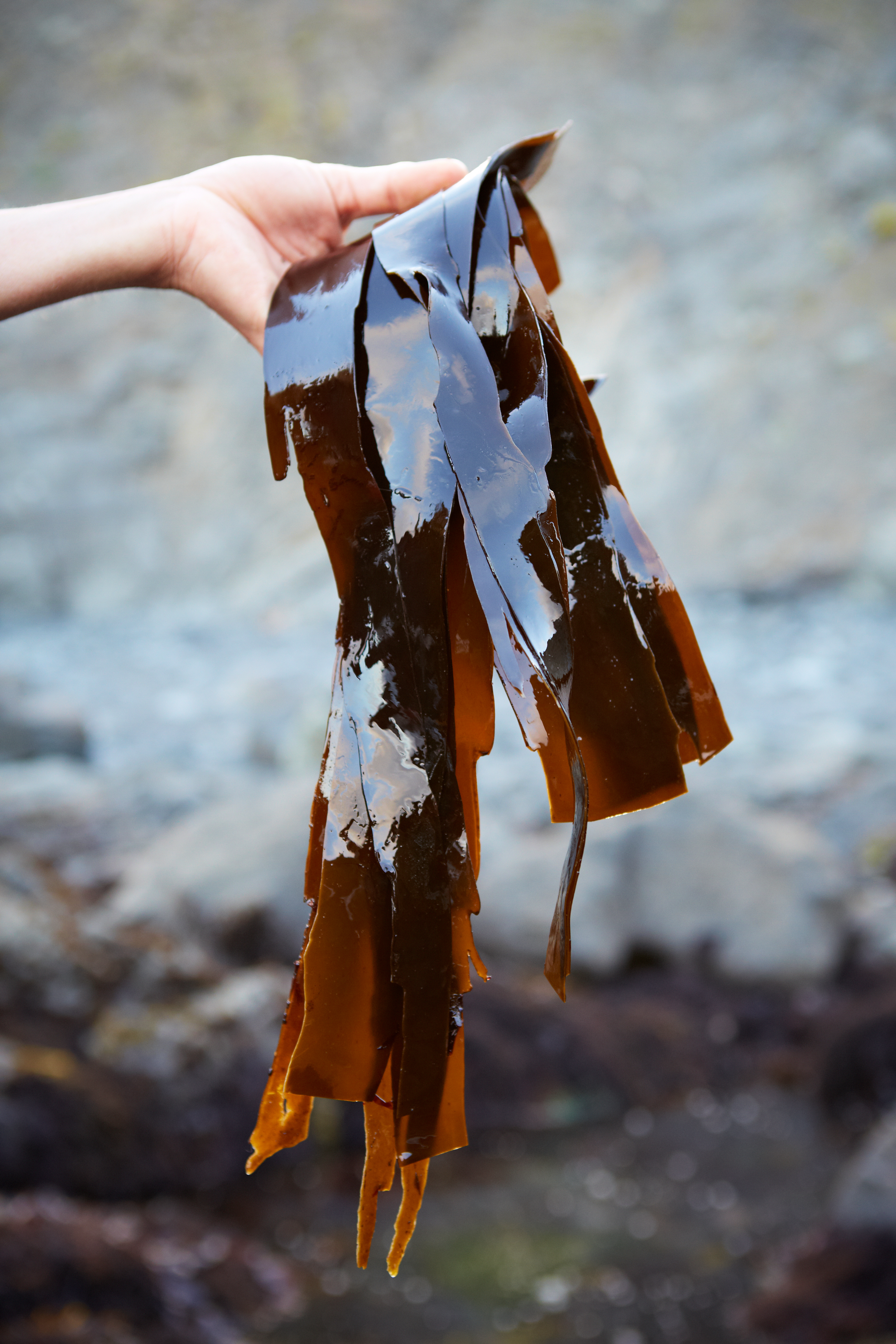 seaweed_foraging_0434.jpg