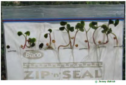 seedlings.jpg