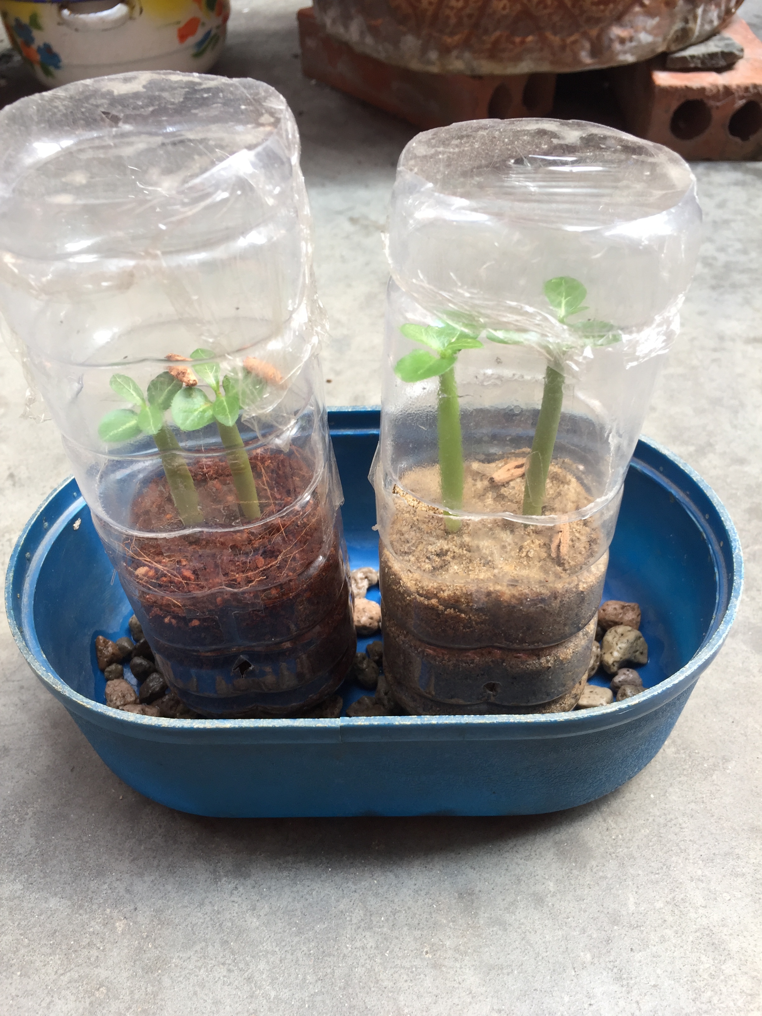 seeds-in-tub.JPG