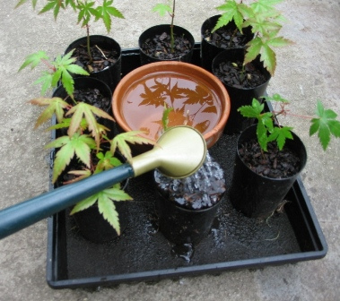 self-watering-tray_09.jpg