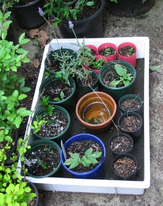 self-watering-tray_11.jpg