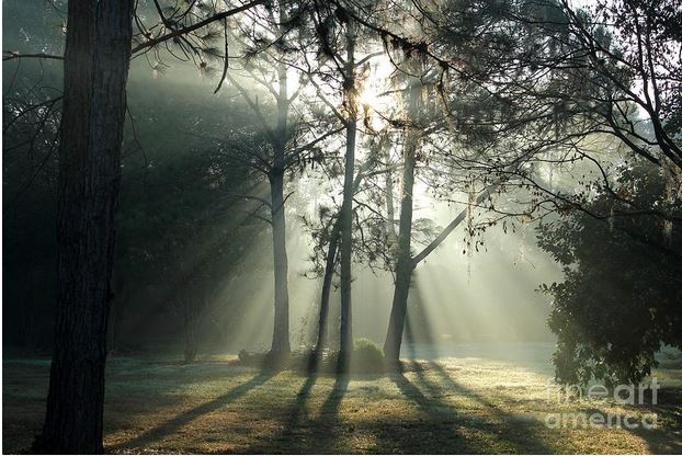 shadows in fog.JPG