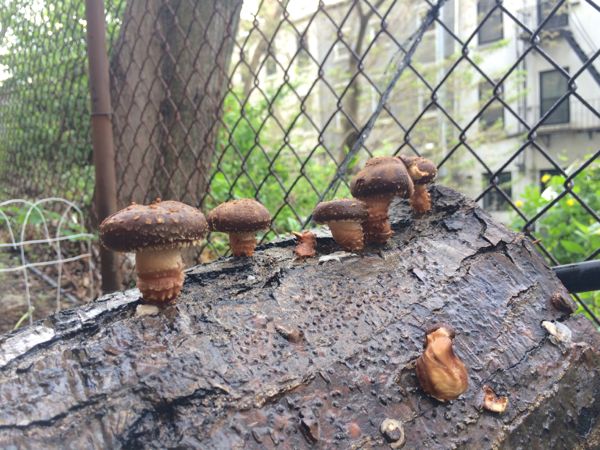 shitakke mushrooms in a row.jpg