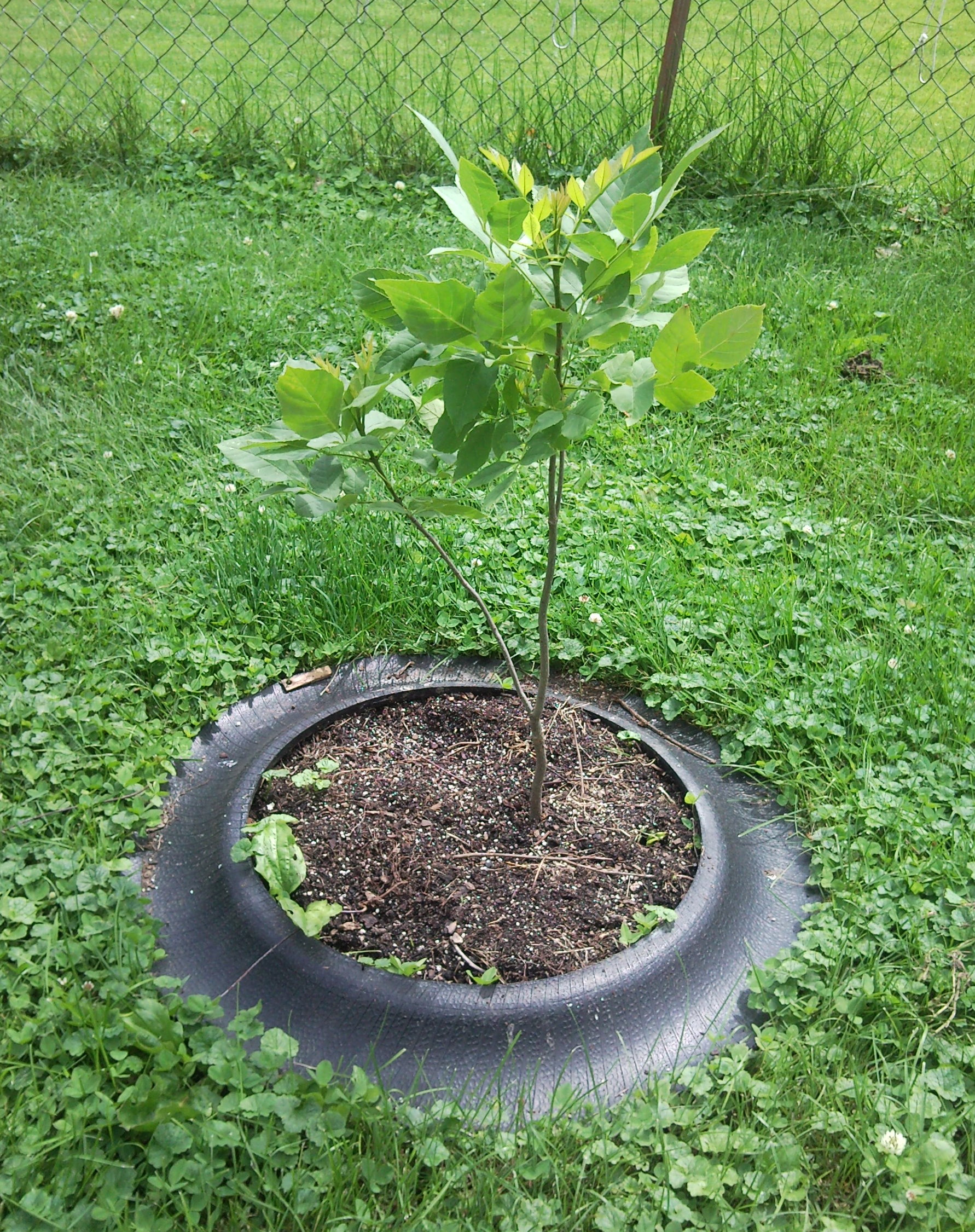 shrub in tree ring.jpg