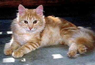 siberian-cat-0001.jpg