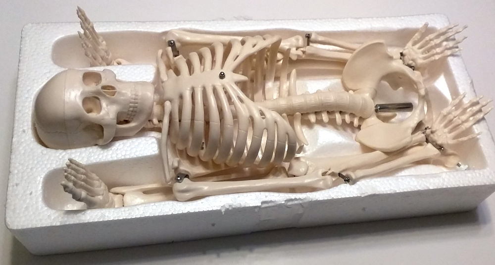 skeleton.jpg