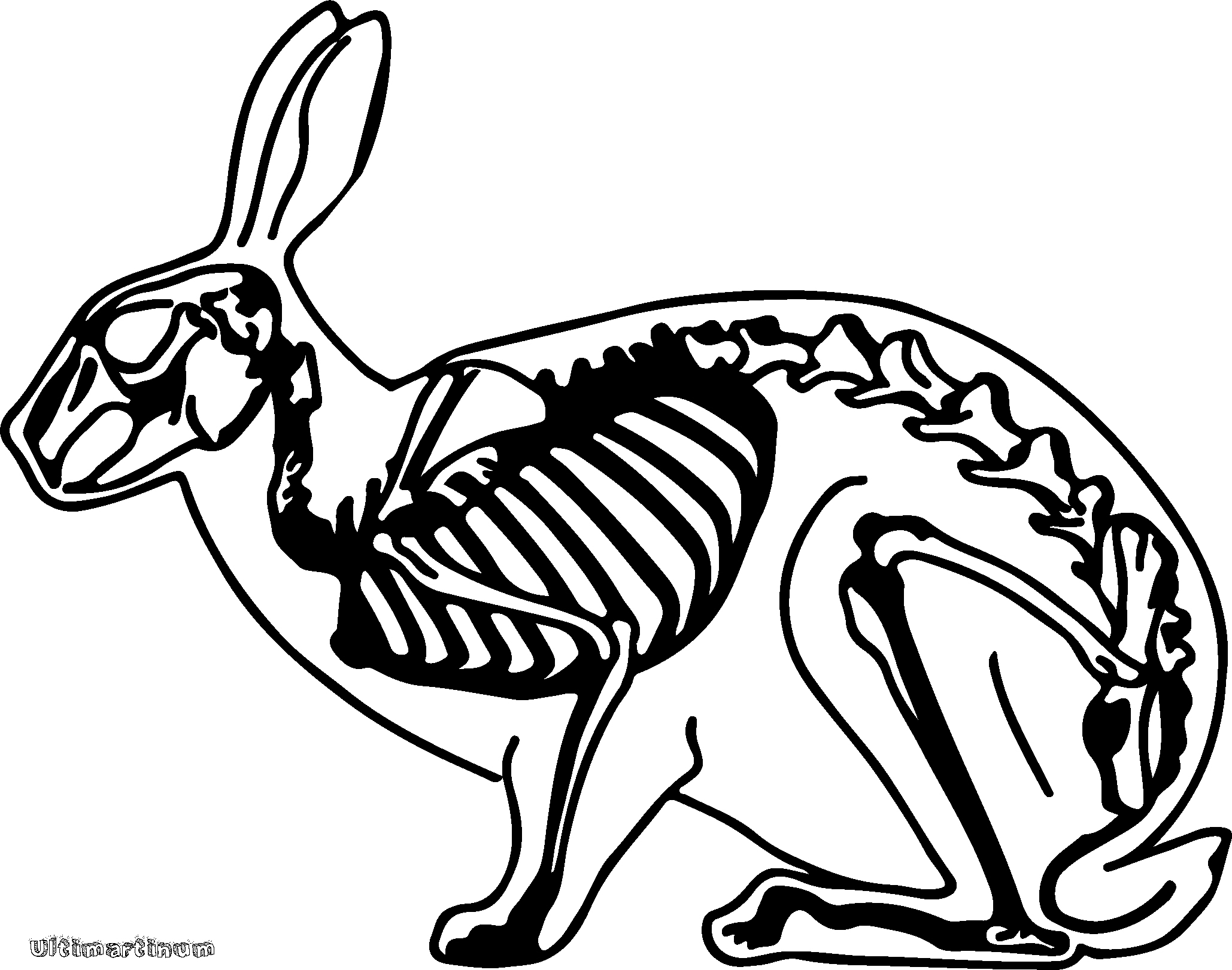 skeleton_bunny.jpg