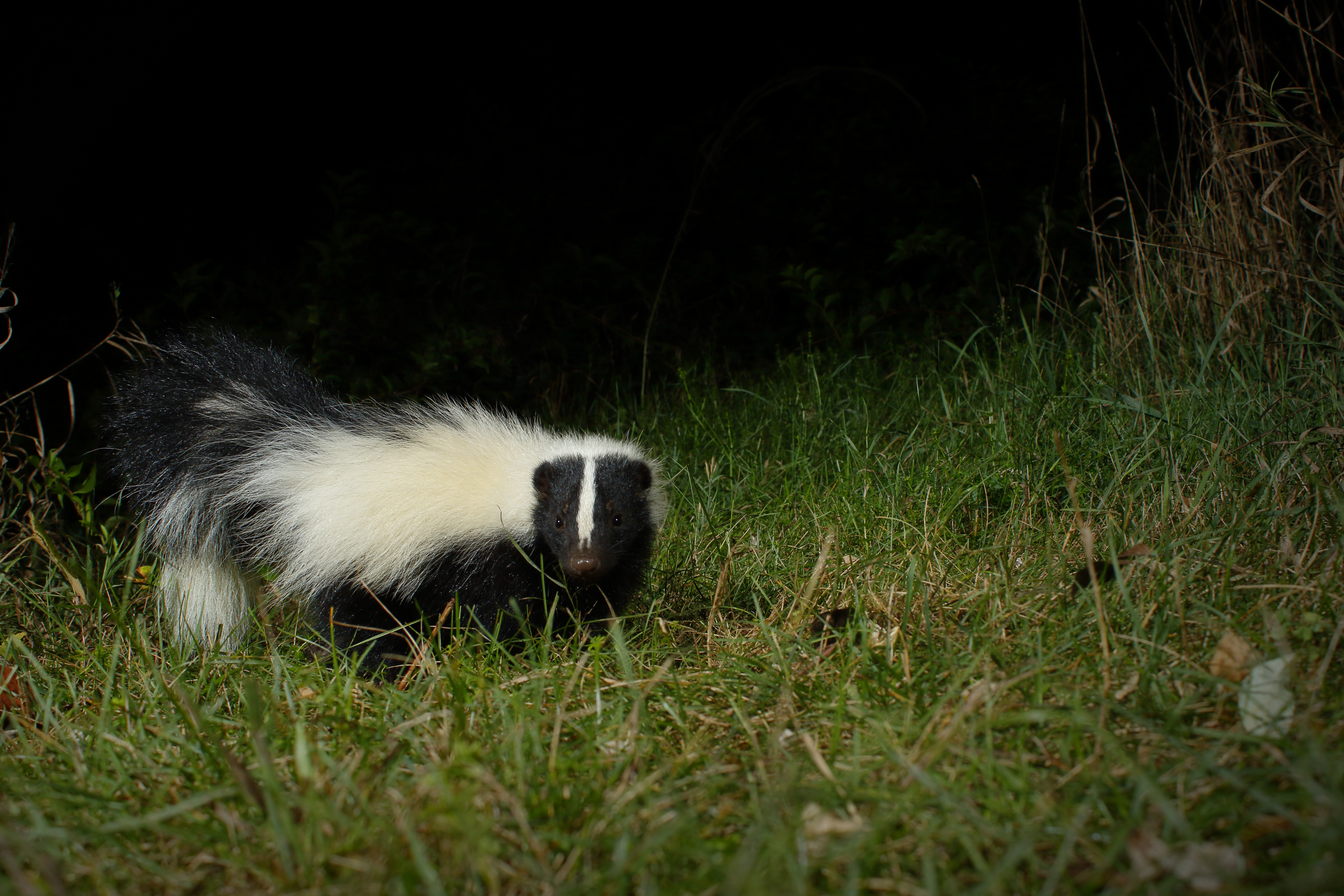 skunk on path 2.jpg