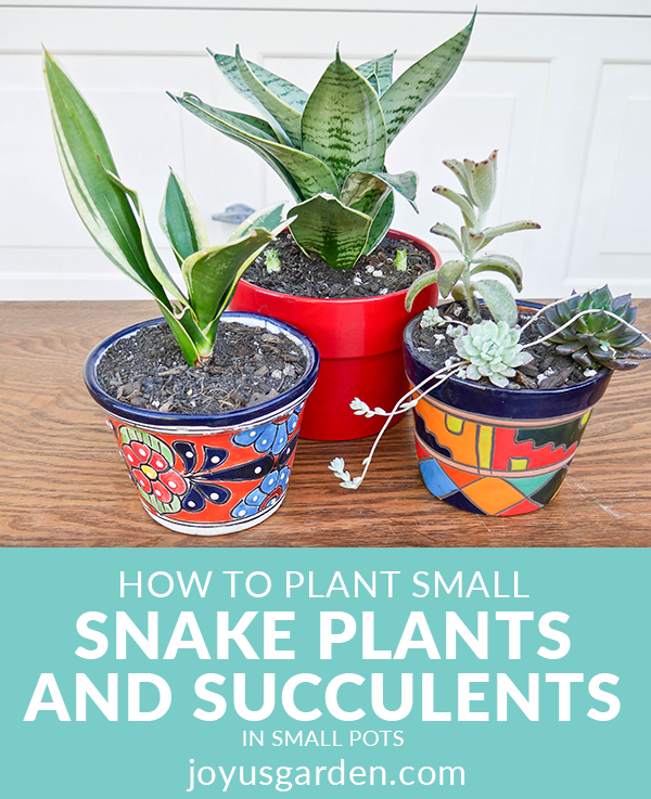 small-snake-plants-and-succulents.png