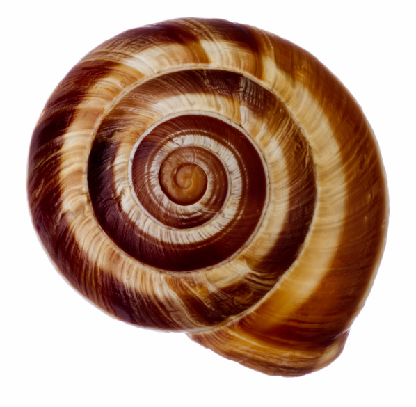 snail-shell.jpg