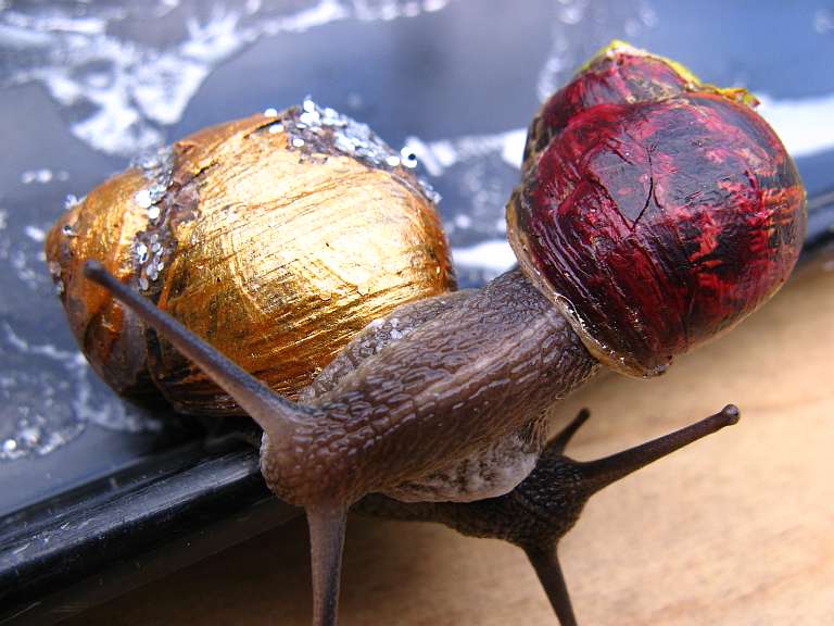 snailpair.jpg