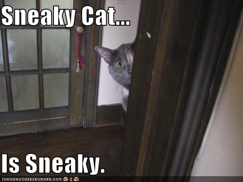 sneaky-cat.jpg