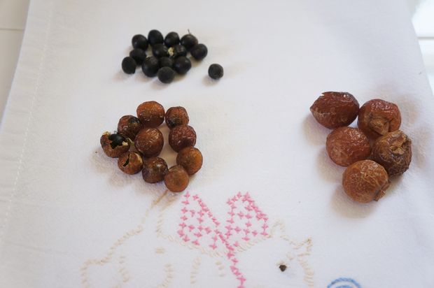 soapberry6.jpg