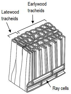 softwood_cells.jpg