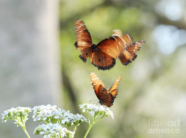 soldier butterflies.JPG