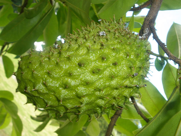 soursop-guanabana.jpg