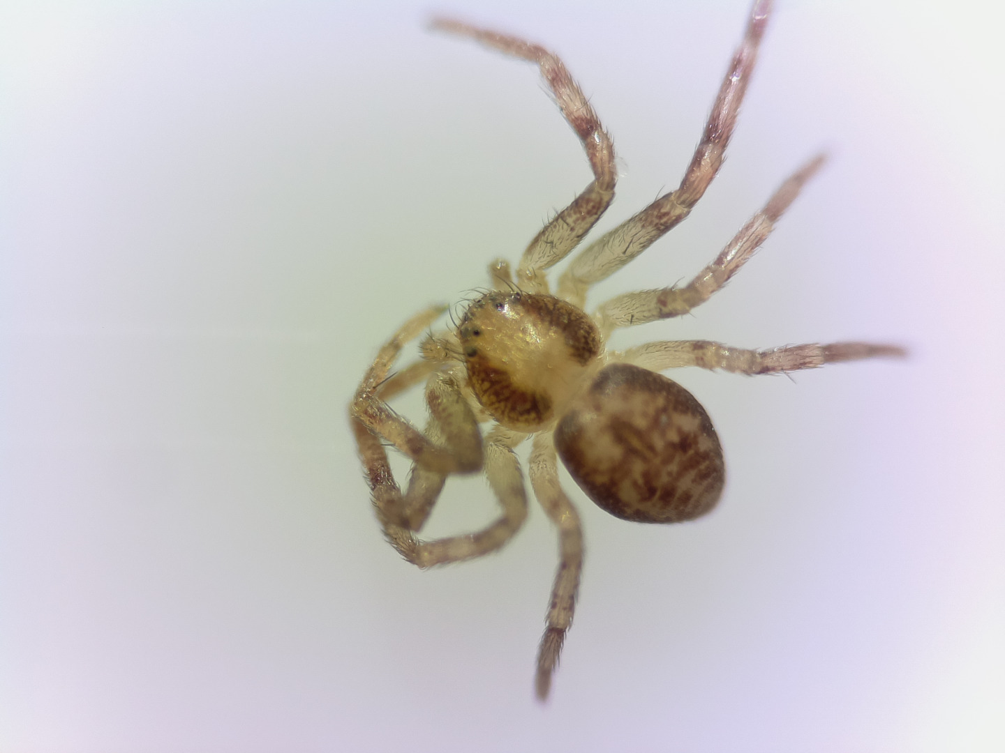 spider 3 12 mm objective.jpg