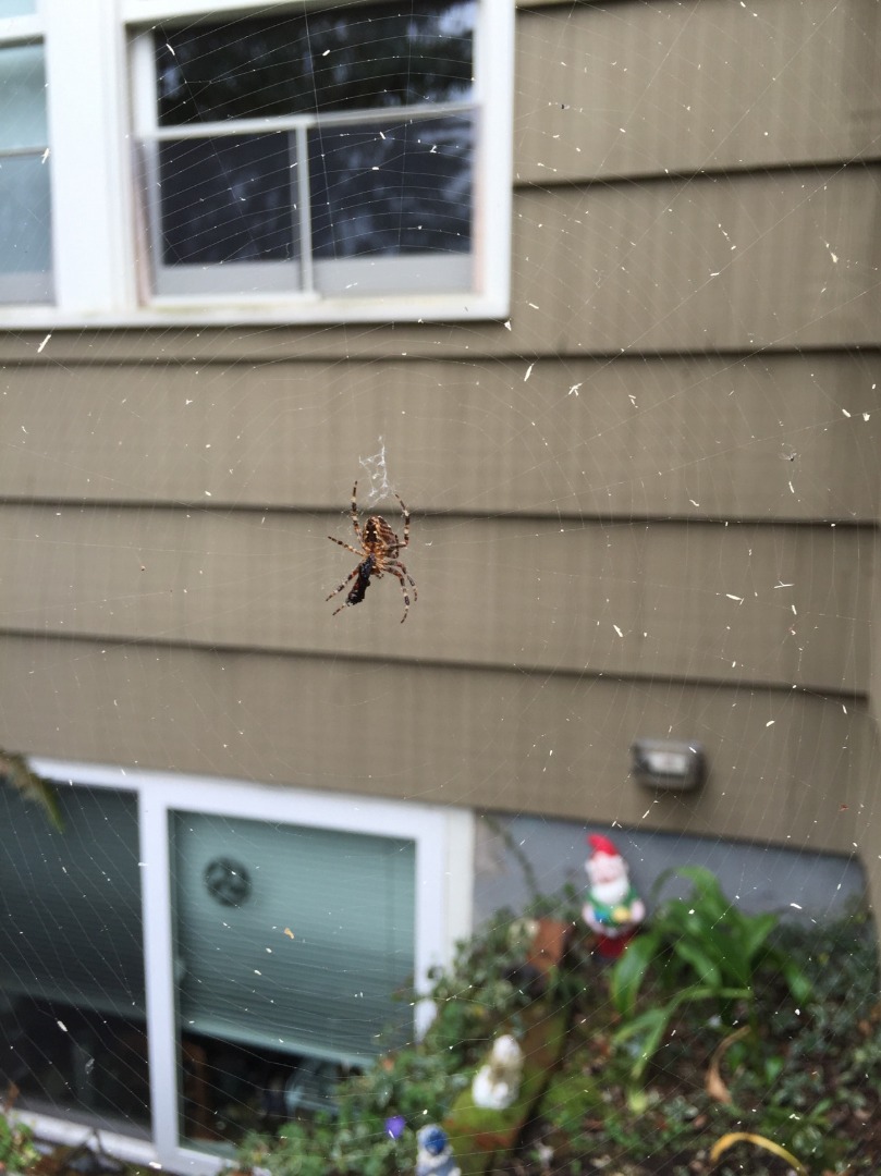 spider outside the house.jpg