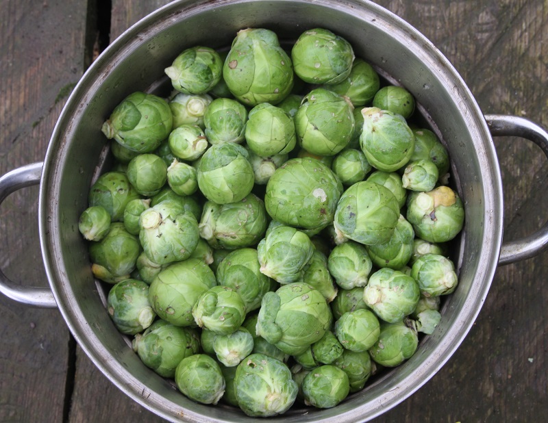 sprouts in steamer 01.jpg