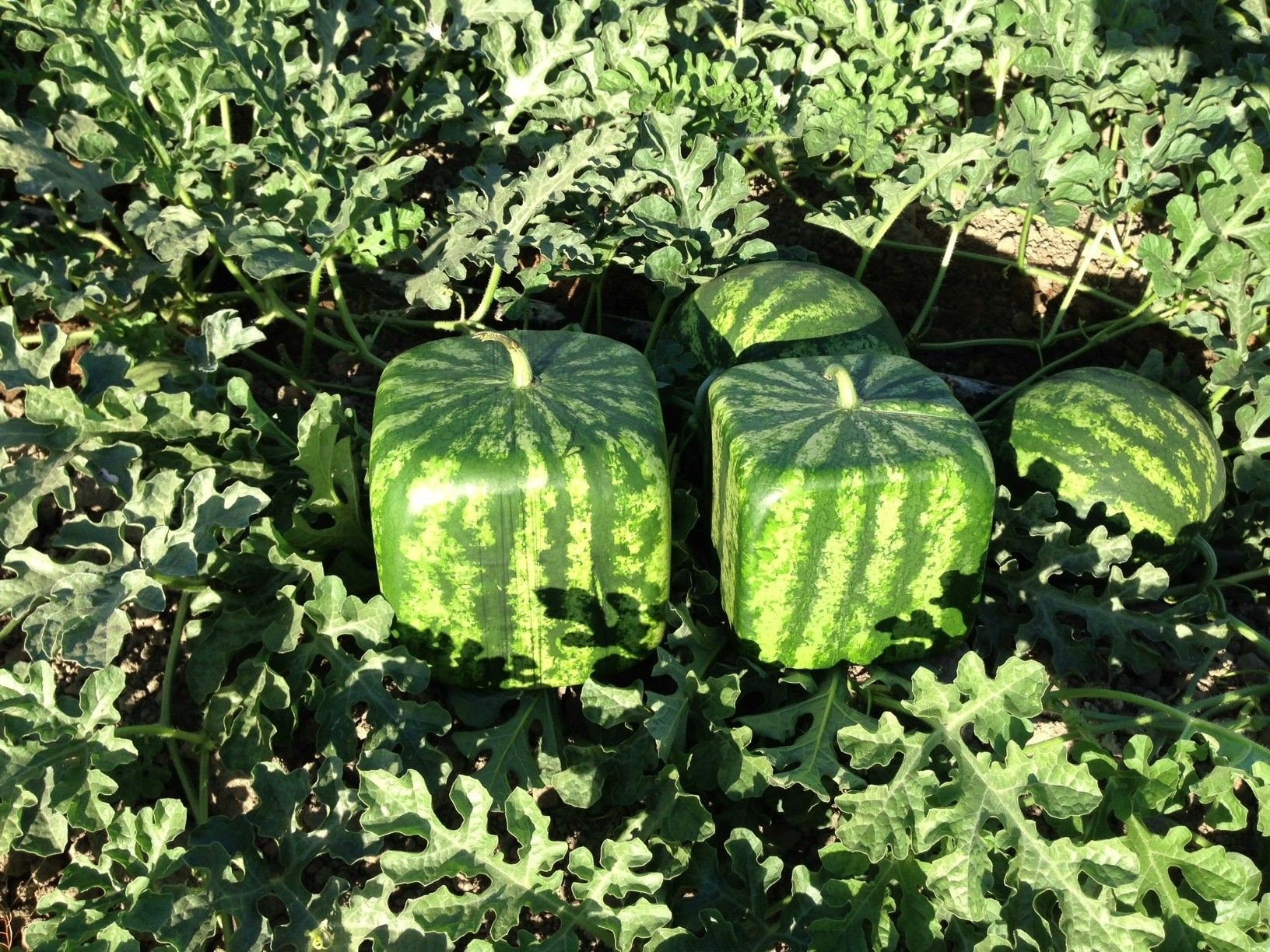 square watermelon .jpg